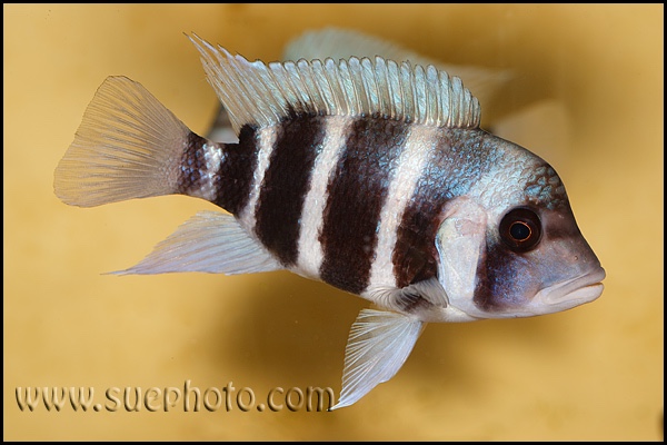 Cyphotilapia gibberosa 'Samazi'